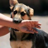 El Mejor Bufete Jurídico de Abogados en Español Especializados en Lesiones por Mordidas de Perro o Mascotas en Azusa California